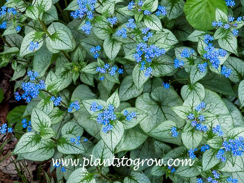 Looking Glass Siberian Bugloss (Brunnera macrophylla)